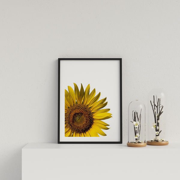 Yellow Sunflower On White Background