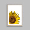 Yellow Sunflower On White Background