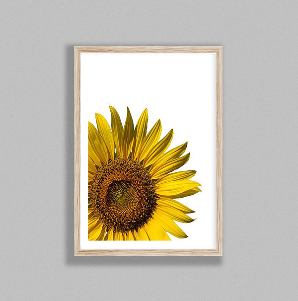 Yellow Sunflower On White Background