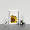 Yellow Sunflower On White Background