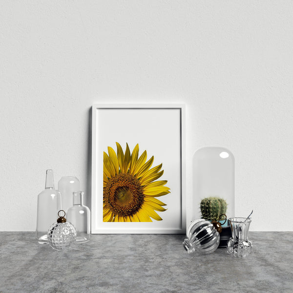 Yellow Sunflower On White Background